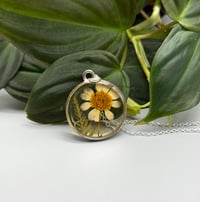 Image 1 of Chamomile Charm