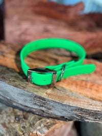 Lime Green - Adult Dog