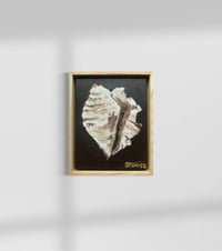 Image 9 of Conch Shell Treasure Original