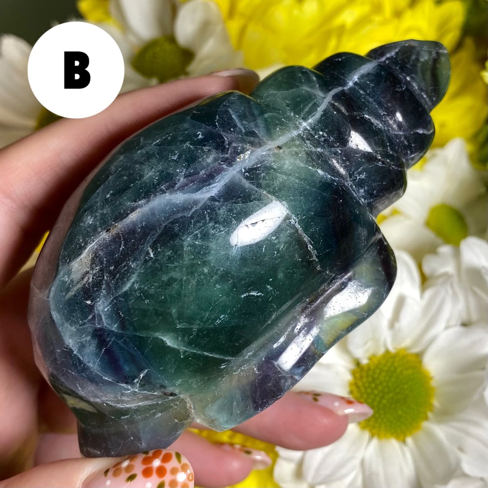 Image of Fluorite Conch Shell