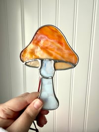 Image 1 of Opaque Mushrooms