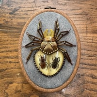 Image 4 of Specimen spider (c,  4x5 inches)