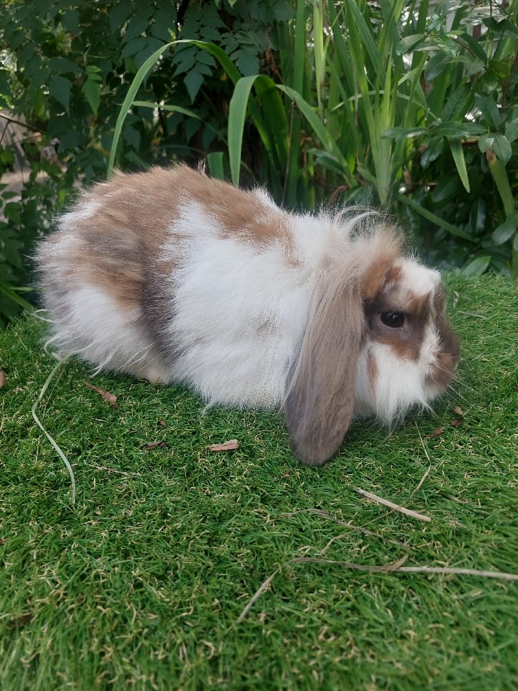 Image of Fred (M)