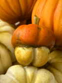 Miniature pumpkins 1:12 scale