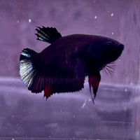 Image of Solid Black Copper Male Halfmoon Betta (Plakat)