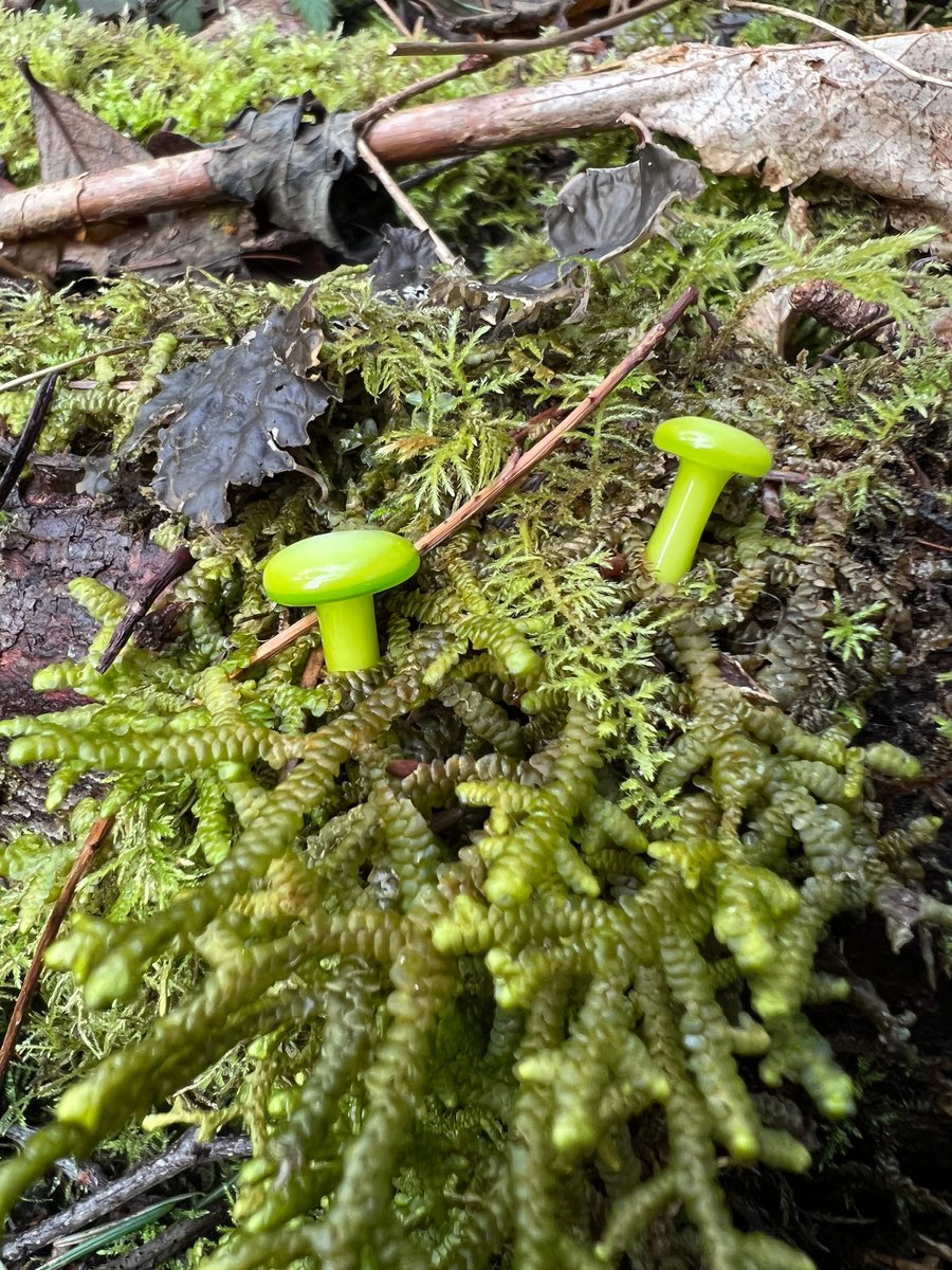 Image of 2 Mini Lime Green Mushroom Plant Spikes