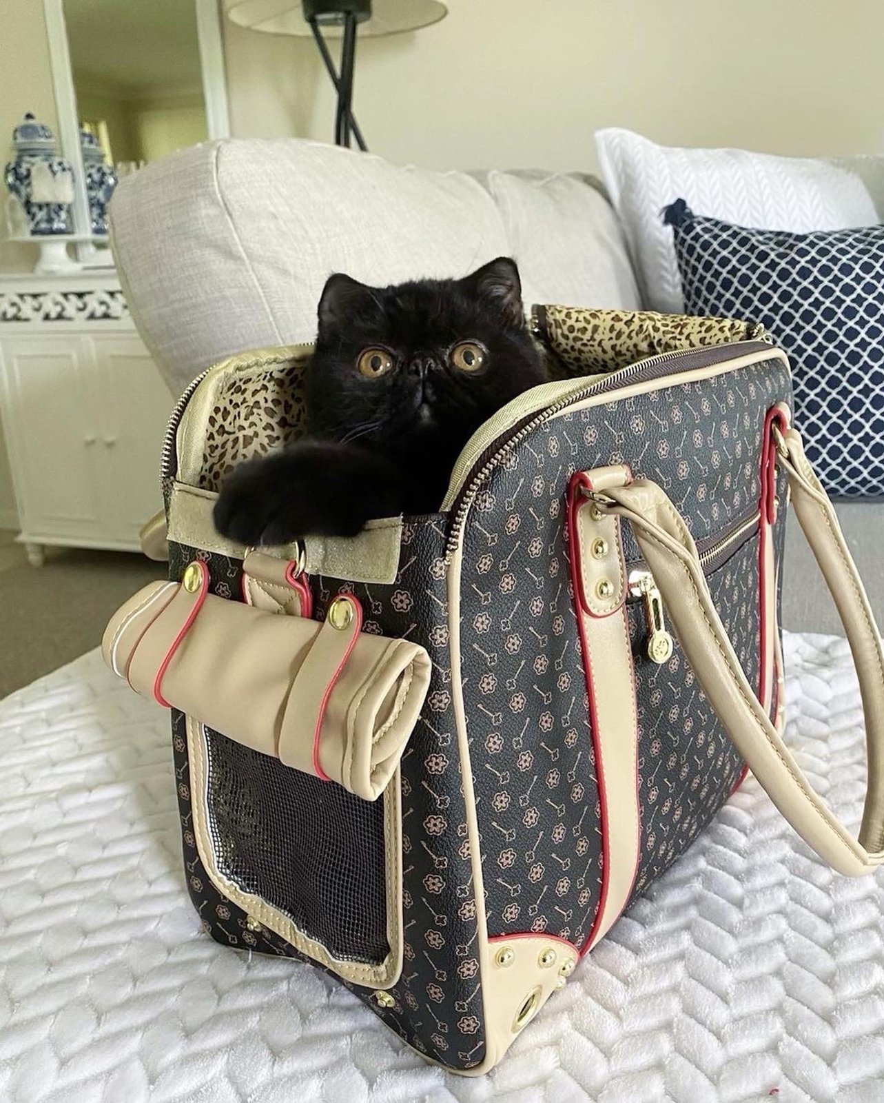 Small Luxury Designer Pet Cat Dog Chicken Carrier Mocca