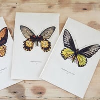 Image 5 of Planches De Papillons (lot De 3).