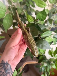 Image 3 of PRE ORDER Brook Trout