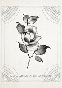 Image 4 of Roses