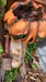 Image of Forgotten Pumpkinheads of OZ