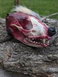 Image 3 of PUTRIFACTION - Raccoon Skull Art Piece