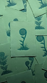 Image 3 of Uncoiling Ferns 