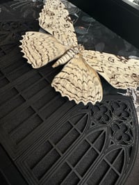 Image 4 of White witch moth