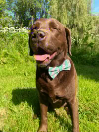 Image 5 of Candy Stripe Sailor Bows / Bow Ties