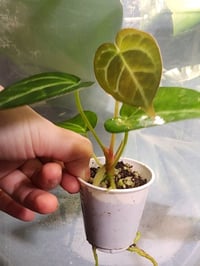 Image 3 of Forgetii x aos x skg grey x blue velvet