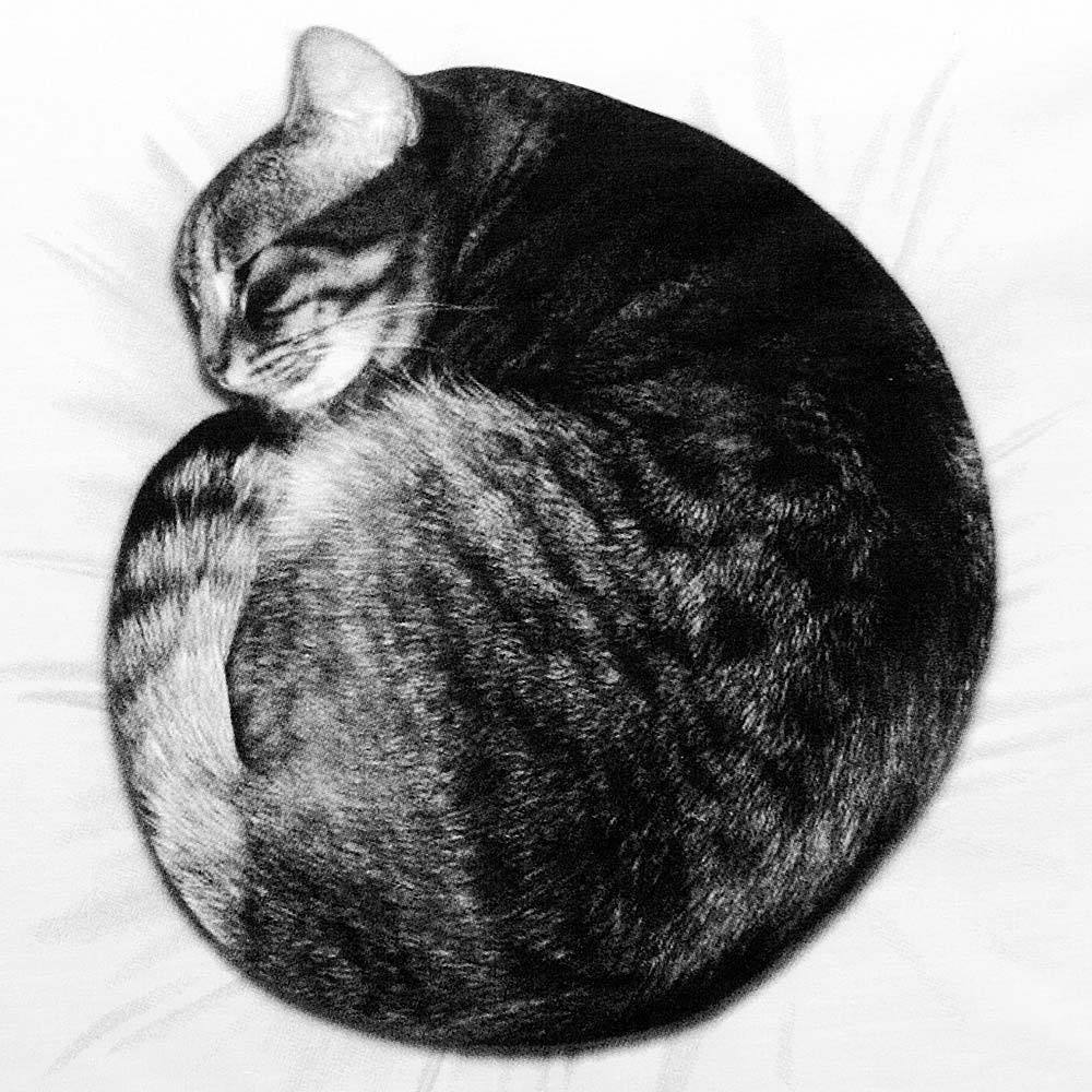 Image of Cat Nap — Pillowcase