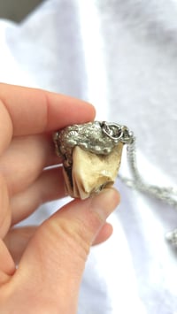 Image 2 of Baby cow tooth and opal 
