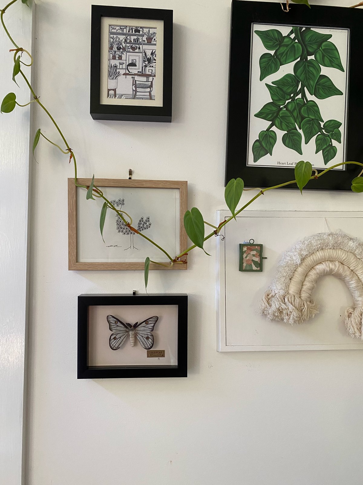 Ceranchia Apollina moth framed specimen. Faux taxidermy