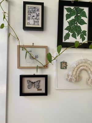 Image of Ceranchia Apollina moth framed specimen. Faux taxidermy