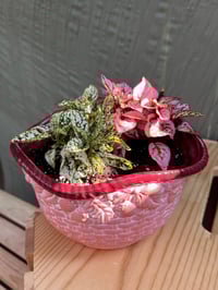 Image 2 of Polka Dot Plant in Coral/Pink Bowl