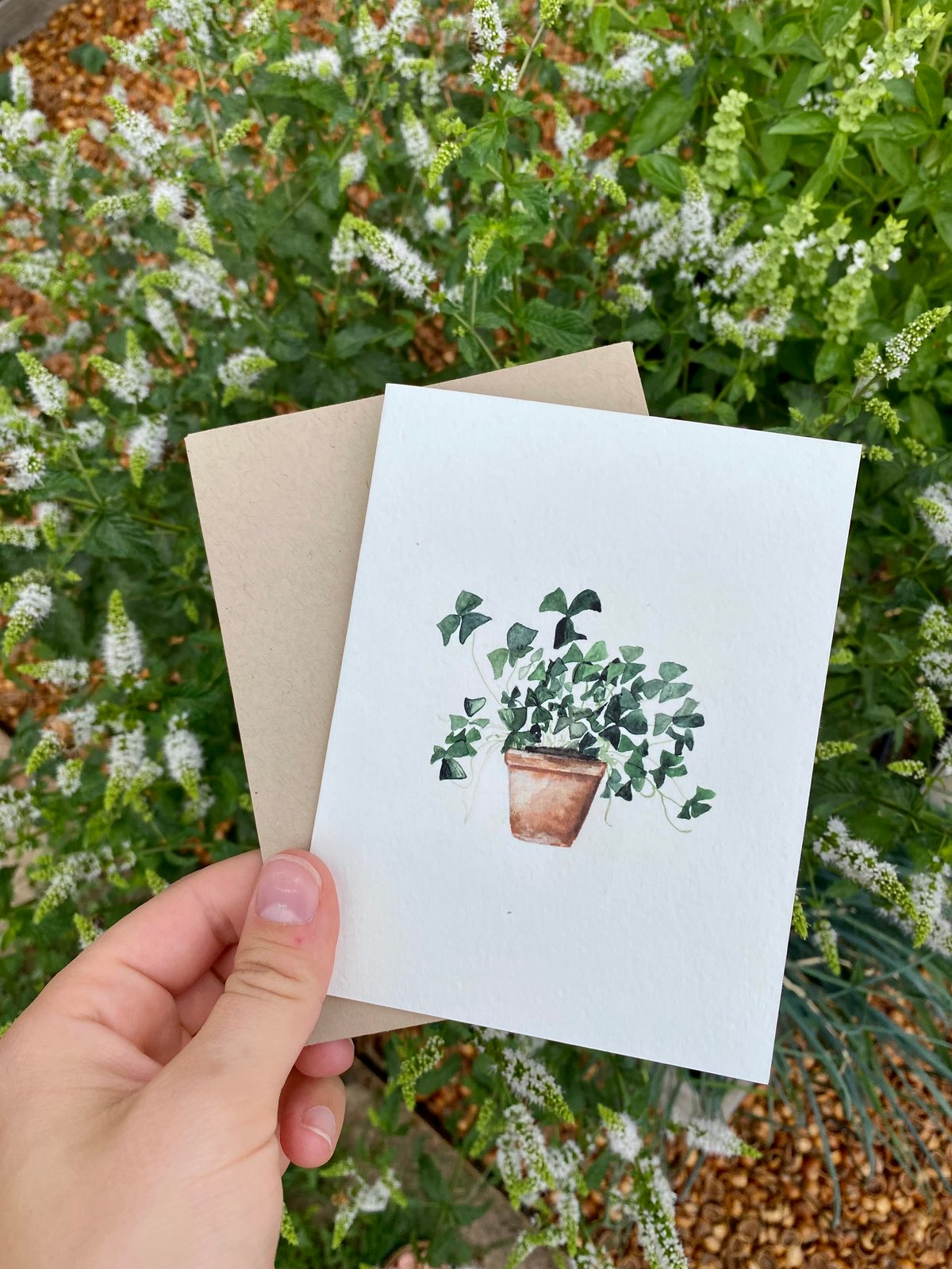 Image of Clover Plant Greeting Card