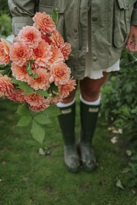 Image 2 of Dahlia Yelno Harmony // expédié sous 5 jours