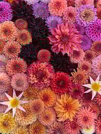 Image 1 of Dahlia Warm Mix