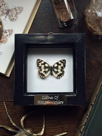 Image 1 of Marbled White Butterfly Frame 