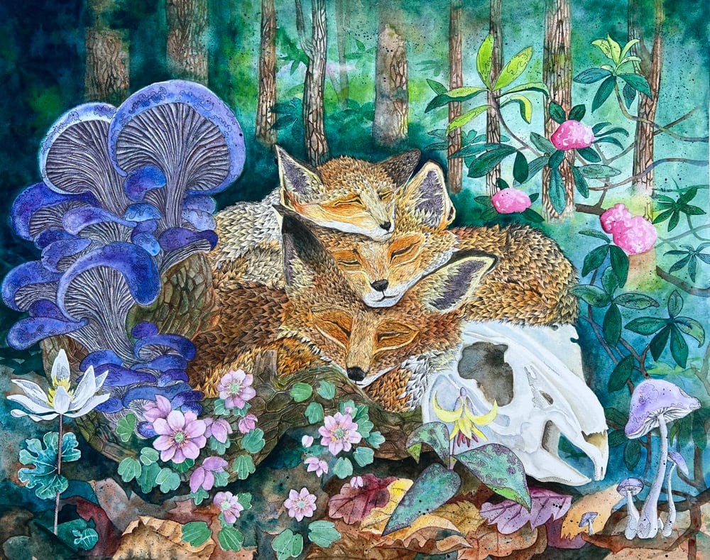 Image of Forest & Foxes