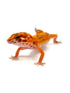 High Contrast Tangerine (Tremper) (3)