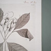 Image 4 of Planches De Botanique Bryona, Echites, Eperua