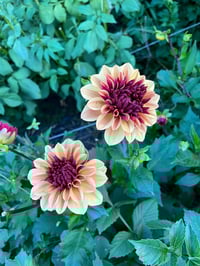 Image 2 of Creme de Cognac - Decorative Type "seconds"