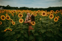 Image 4 of Sunflower MINI 🌻 
