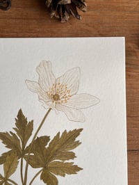 Image 4 of Wood Anemone Original Painting