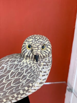 Image of Small brown owl 