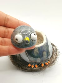 Image 2 of Pigeon 4