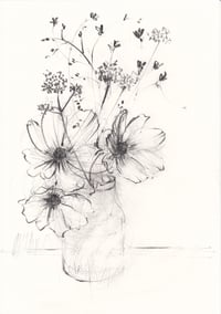 Cosmos in a vase