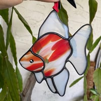 Image 1 of RED AND WHITE Ryukin Goldfish
