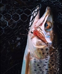 Image 2 of Green Tide Shrimp