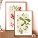 Image 1 of Fruits Prints