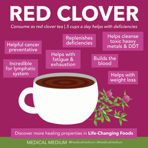 Image of Red Clover Herbal Extract 