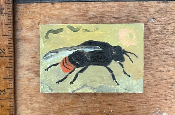 Image of Red tailed bumblebee in the garden. 