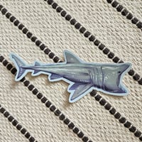 Basking Shark