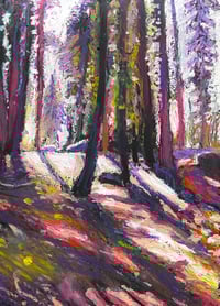 “Sequoia No 2” Print