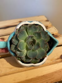 Image 5 of Pulido's Echeveria in Speckled Teal Pitcher