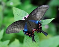 Image 4 of Metamorphosis - Peacock Swallowtail 