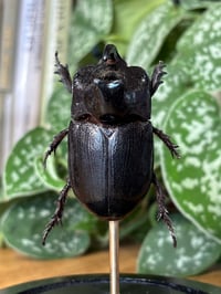 Image 4 of rhino beetle dome