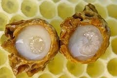Image of ΒΙΟΛΟΓΙΚΟΣ ΒΑΣΙΛΙΚΟΣ ΠΟΛΤΟΣ-ORGANIC ROYAL JELLY
