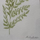 Image 2 of £50 originals - Fern watercolour
